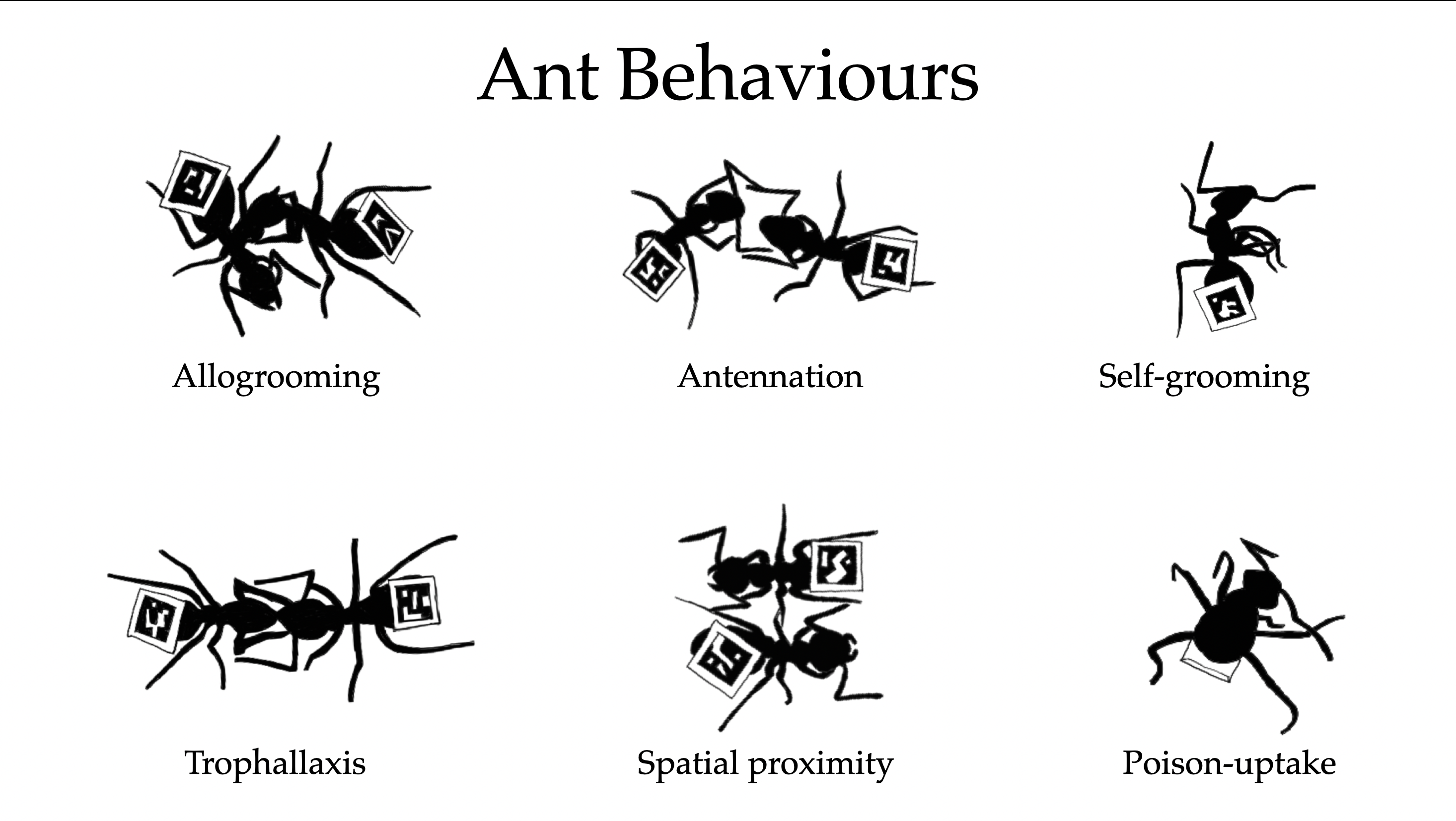 An illustration of various behaviours in marker-tagged ants. Image credit: Vasudha Kulkarni