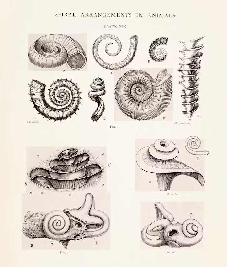Plate XIX from the first volume of Pettigrew’s Design in Nature (1908), illustrating the resemblance between spiral shell formations and bony portions of the inner ear