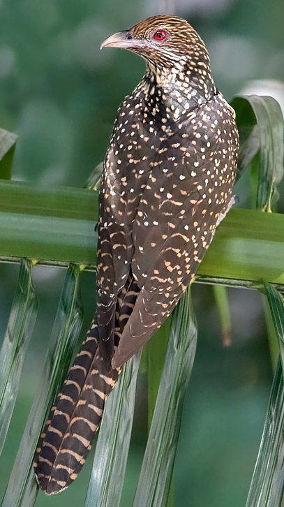 Female Asian Koel (Eudynamys scolopacea). (Image source: [WikimediaCommons](https://commons.wikimedia.org/wiki/File:Eudynamys_scolopacea_-_20080801.jpg), CC BY-SA 3.0)