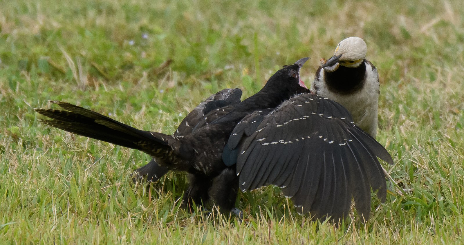 Asian Koel being fed by a Black-collared Starling. (Image source: [WikimediaCommons](https://commons.wikimedia.org/wiki/File:Asian_Koel_Being_Fed_by_Black-collared_Starling_(cropped).jpg), CC BY 4.0)