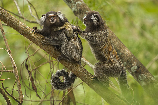 Automated Tracking of Behavioural Synchrony in Cooperating Marmosets